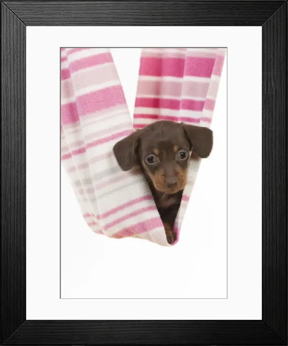 Framed Print : Picture No. 10897354