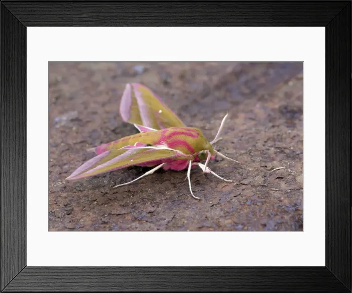 Framed Print : Picture No. 10946919 Framed Print : Picture No. 10946919