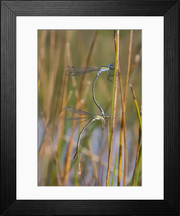 Framed Print : Picture No. 10946920 Framed Print : Picture No. 10946920