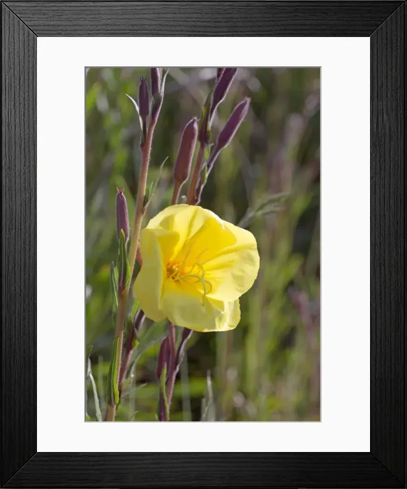 Framed Print : Picture No. 10946921 Framed Print : Picture No. 10946921