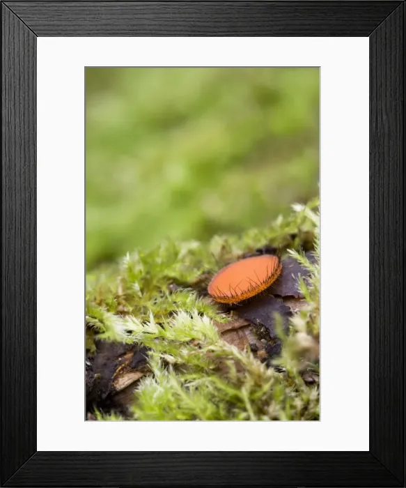 Framed Print : Picture No. 10946922 Framed Print : Picture No. 10946922