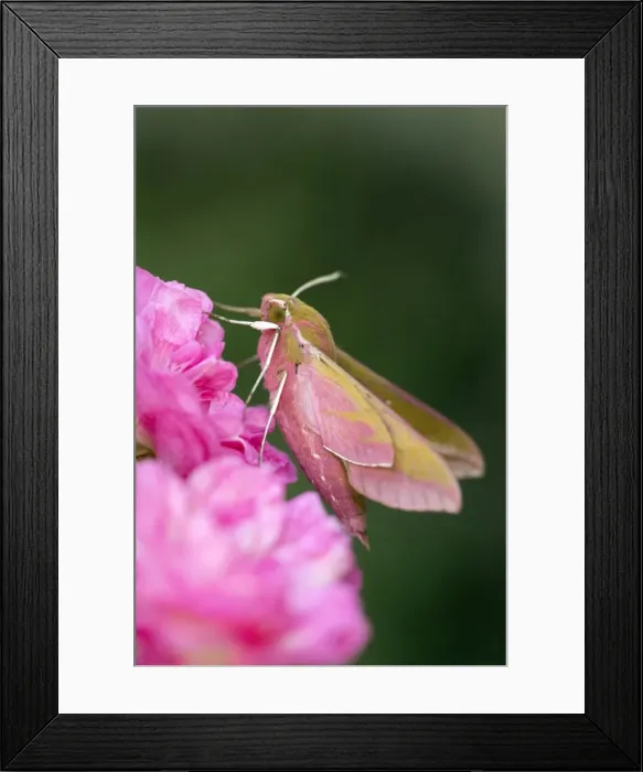 Framed Print : Picture No. 10946918