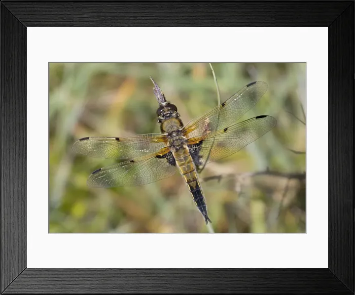Framed Print : Picture No. 10946925 Framed Print : Picture No. 10946925