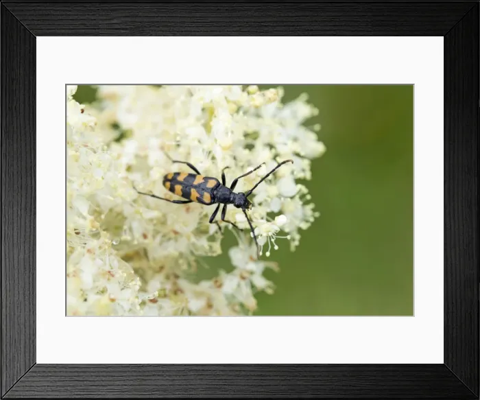 Framed Print : Picture No. 10946924 Framed Print : Picture No. 10946924