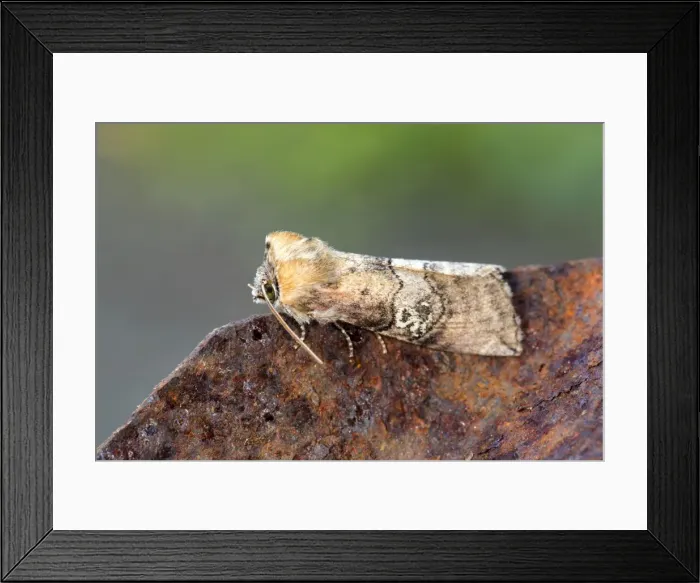 Framed Print : Picture No. 10946923