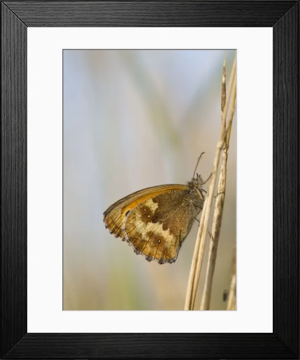 Framed Print : Picture No. 10946931 Framed Print : Picture No. 10946931
