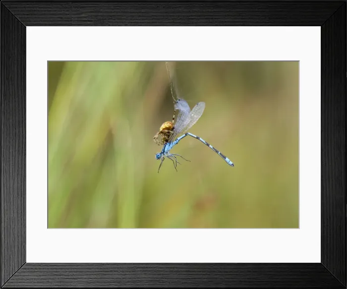 Framed Print : Picture No. 10946927 Framed Print : Picture No. 10946927