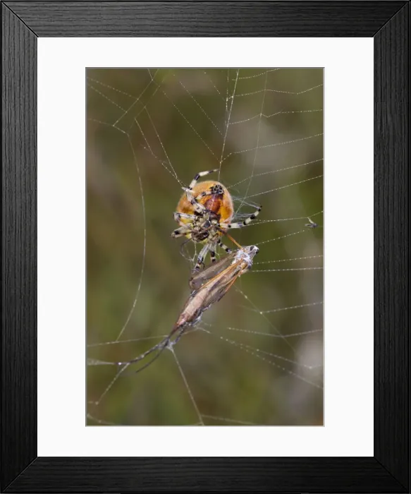 Framed Print : Picture No. 10946928 Framed Print : Picture No. 10946928
