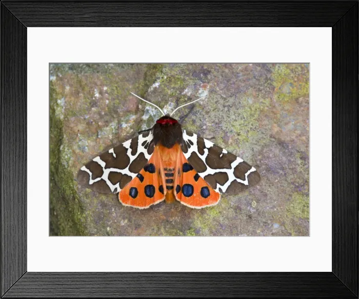 Framed Print : Picture No. 10946929 Framed Print : Picture No. 10946929