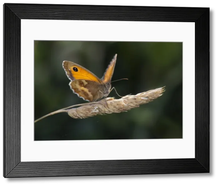 Framed Print : Picture No. 10946930 Framed Print : Picture No. 10946930