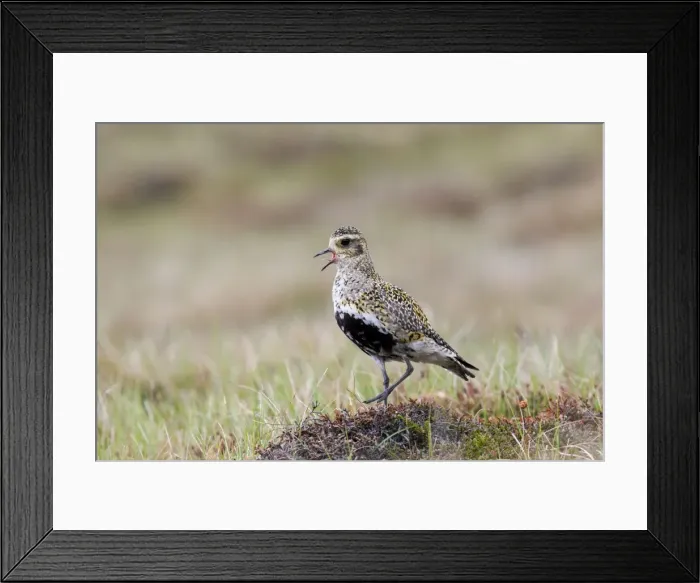 Framed Print : Picture No. 10946934 Framed Print : Picture No. 10946934