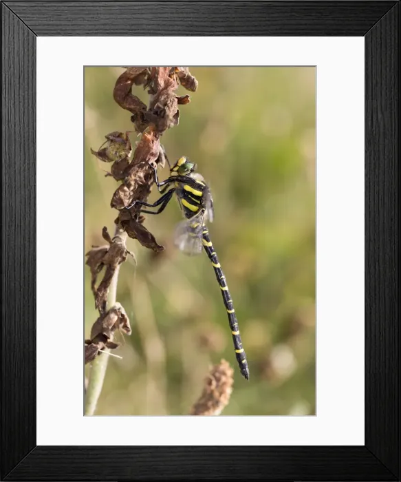 Framed Print : Picture No. 10946935 Framed Print : Picture No. 10946935