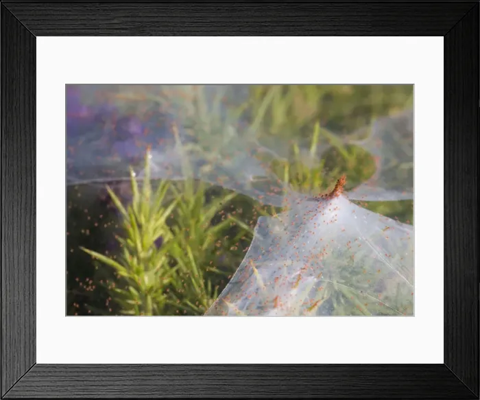Framed Print : Picture No. 10946936 Framed Print : Picture No. 10946936