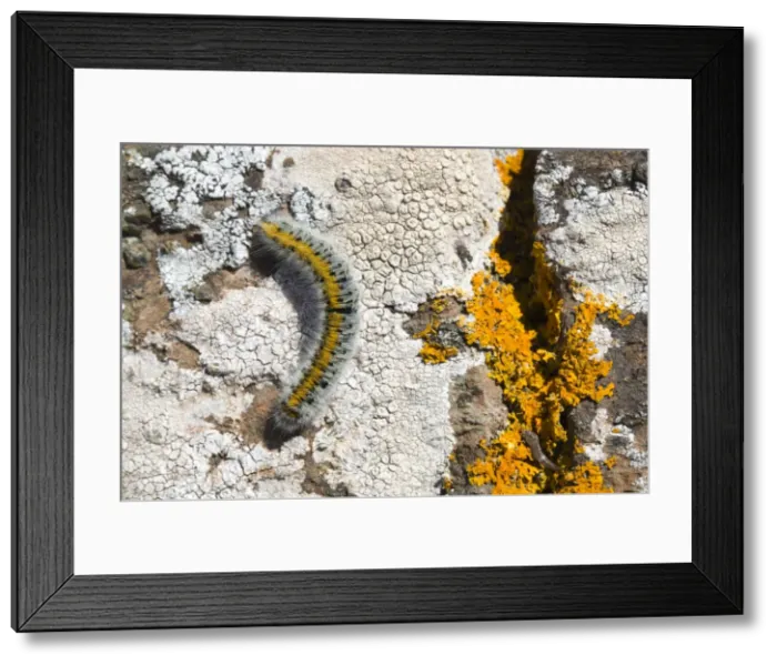Framed Print : Picture No. 10946938