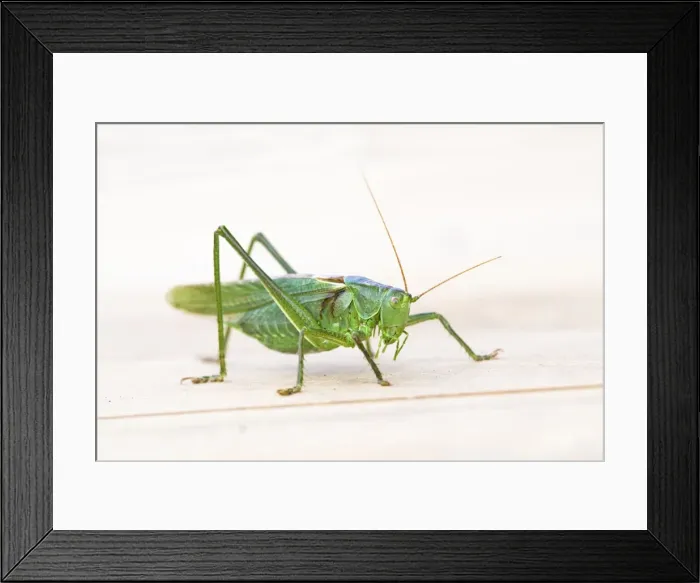 Framed Print : Picture No. 10946940 Framed Print : Picture No. 10946940
