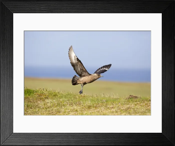 Framed Print : Picture No. 10946941 Framed Print : Picture No. 10946941