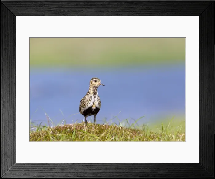 Framed Print : Picture No. 10946933 Framed Print : Picture No. 10946933
