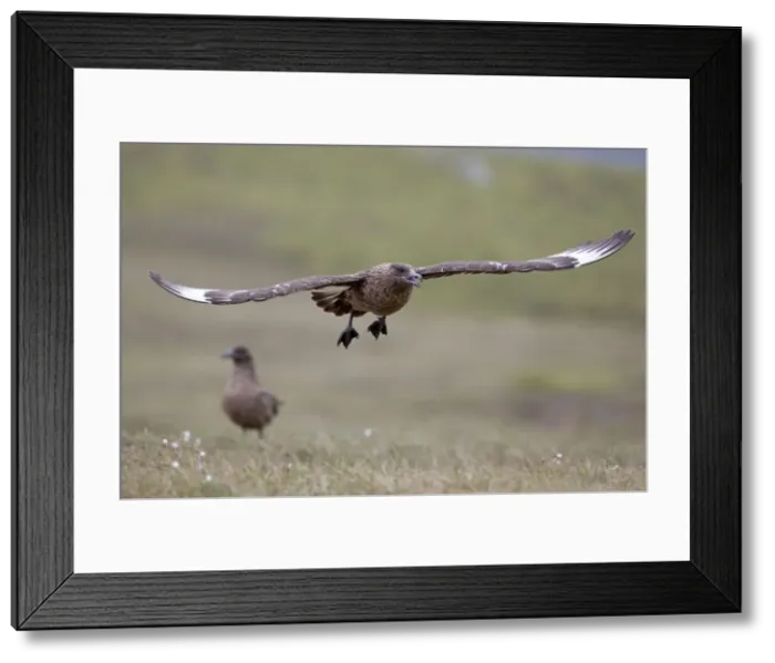 Framed Print : Picture No. 10946942 Framed Print : Picture No. 10946942