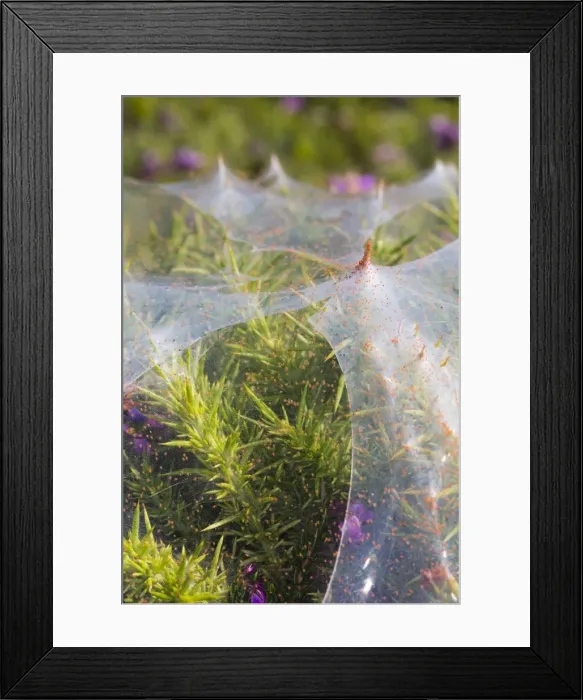 Framed Print : Picture No. 10946937 Framed Print : Picture No. 10946937