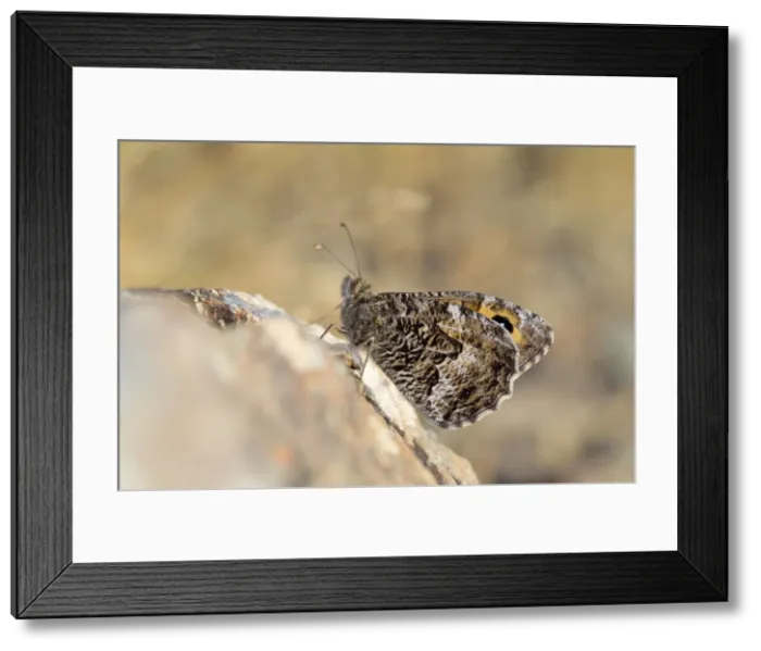 Framed Print : Picture No. 10946939 Framed Print : Picture No. 10946939