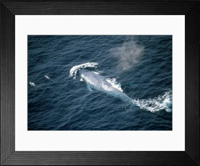 Framed Print : Picture No. 10946948 Framed Print : Picture No. 10946948