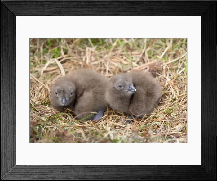 Framed Print : Picture No. 10946943 Framed Print : Picture No. 10946943