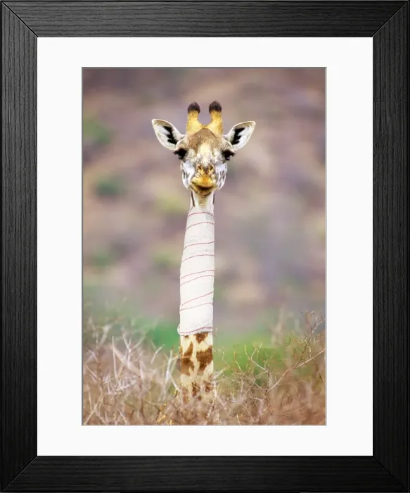 Framed Print : Picture No. 10946951 Framed Print : Picture No. 10946951