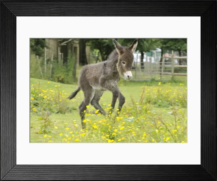 Framed Print : Picture No. 10946957 Framed Print : Picture No. 10946957