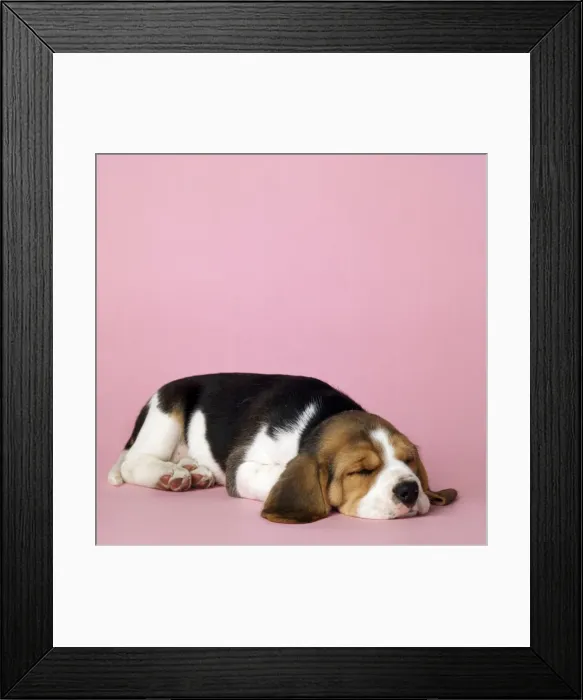 Framed Print : Picture No. 10946954 Framed Print : Picture No. 10946954