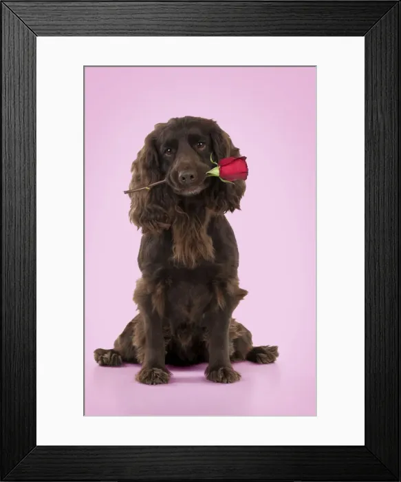 Framed Print : Picture No. 10946960 Framed Print : Picture No. 10946960