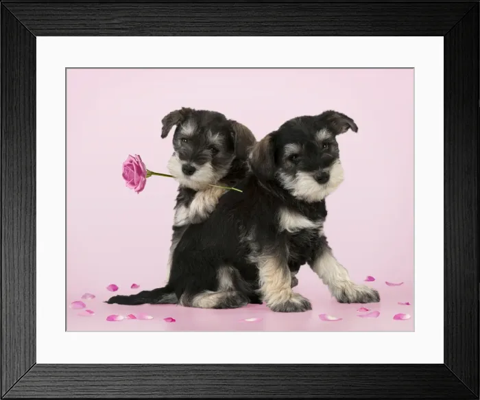 Framed Print : Picture No. 10946961 Framed Print : Picture No. 10946961