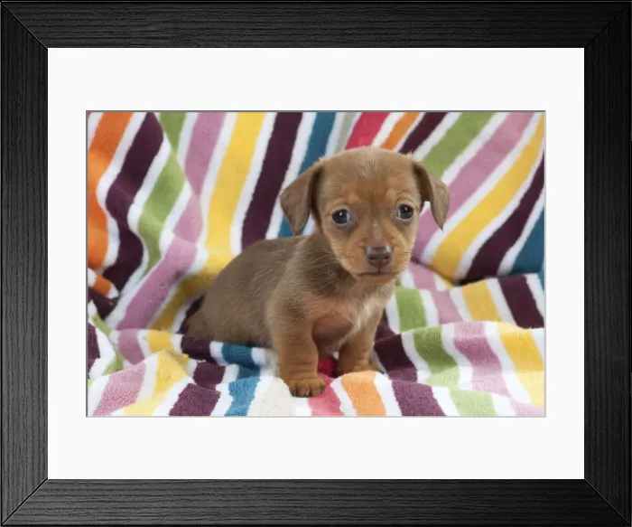 Framed Print : Picture No. 10897347 Framed Print : Picture No. 10897347