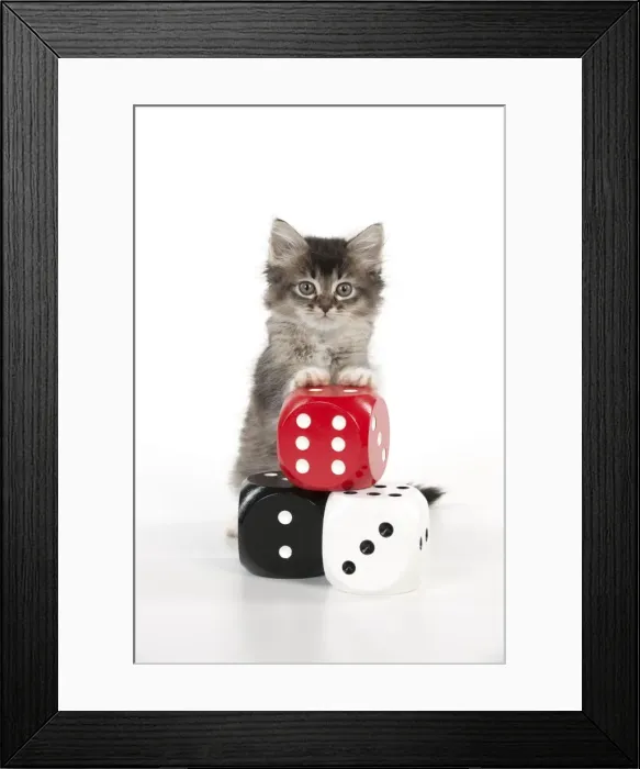 Framed Print : Picture No. 10897358