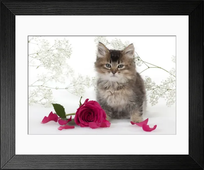 Framed Print : Picture No. 10897360 Framed Print : Picture No. 10897360