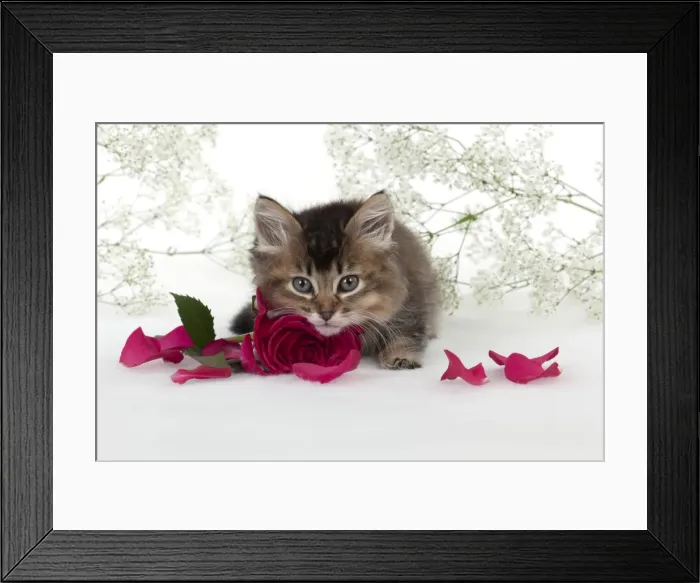 Framed Print : Picture No. 10897362 Framed Print : Picture No. 10897362