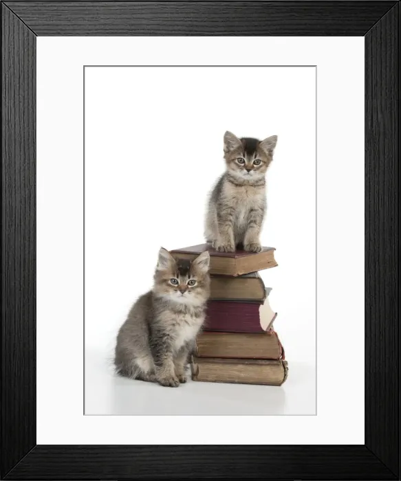 Framed Print : Picture No. 10897356 Framed Print : Picture No. 10897356