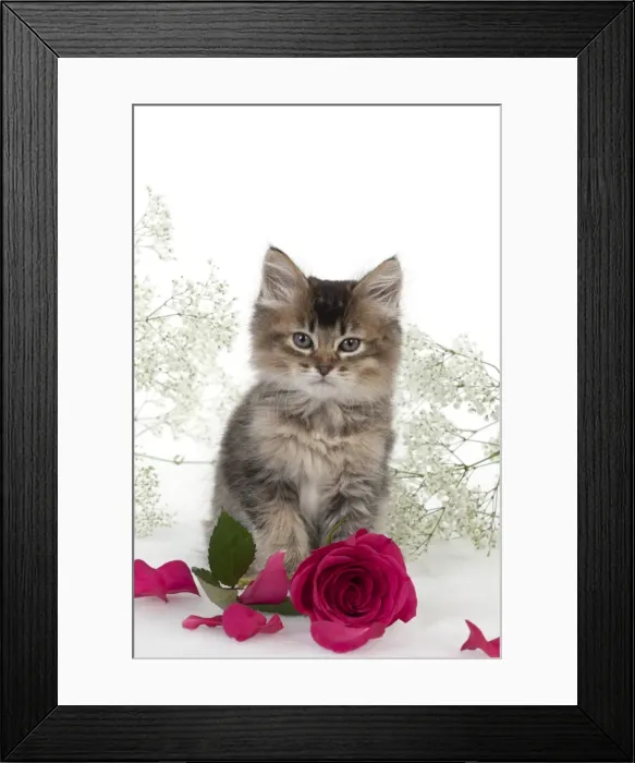 Framed Print : Picture No. 10897363 Framed Print : Picture No. 10897363