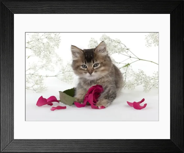 Framed Print : Picture No. 10897361 Framed Print : Picture No. 10897361