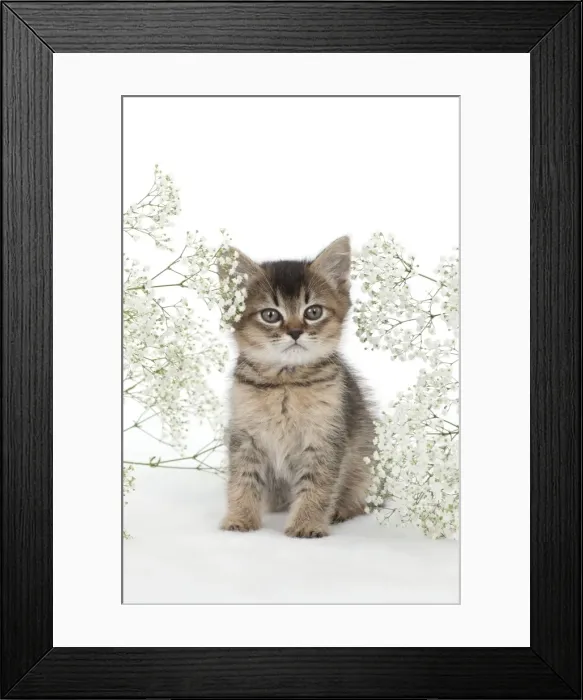 Framed Print : Picture No. 10897367 Framed Print : Picture No. 10897367