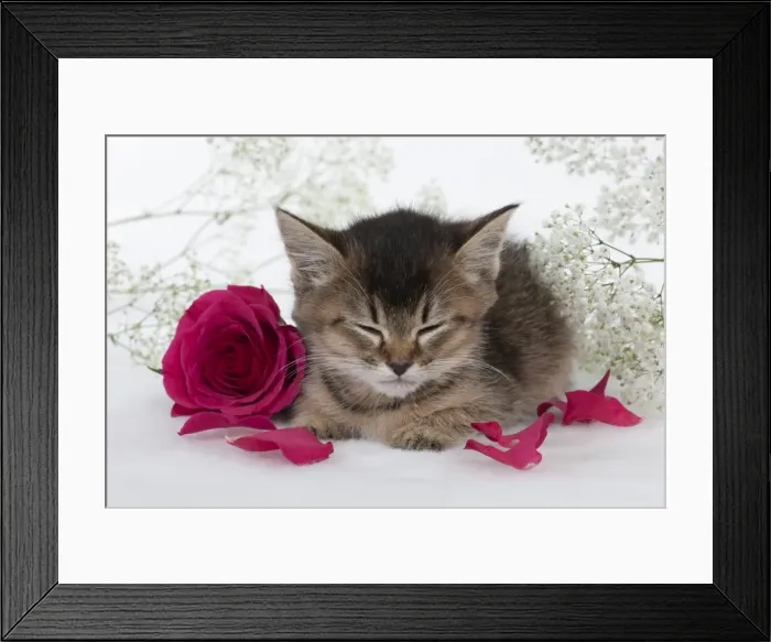 Framed Print : Picture No. 10897369 Framed Print : Picture No. 10897369
