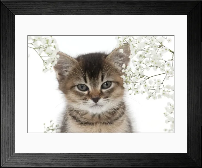 Framed Print : Picture No. 10897368 Framed Print : Picture No. 10897368