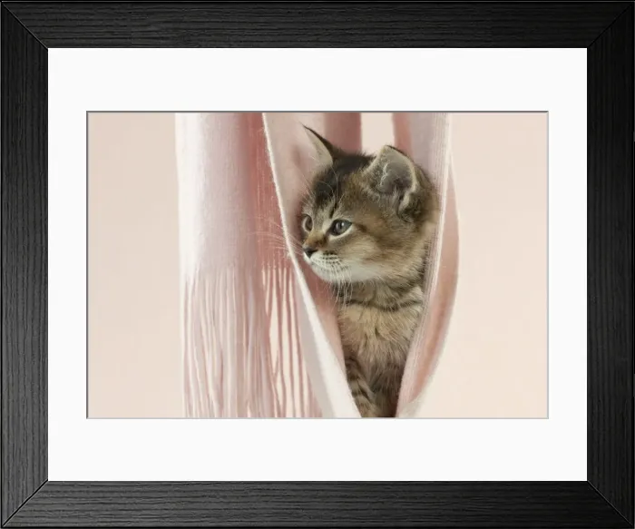 Framed Print : Picture No. 10897370 Framed Print : Picture No. 10897370
