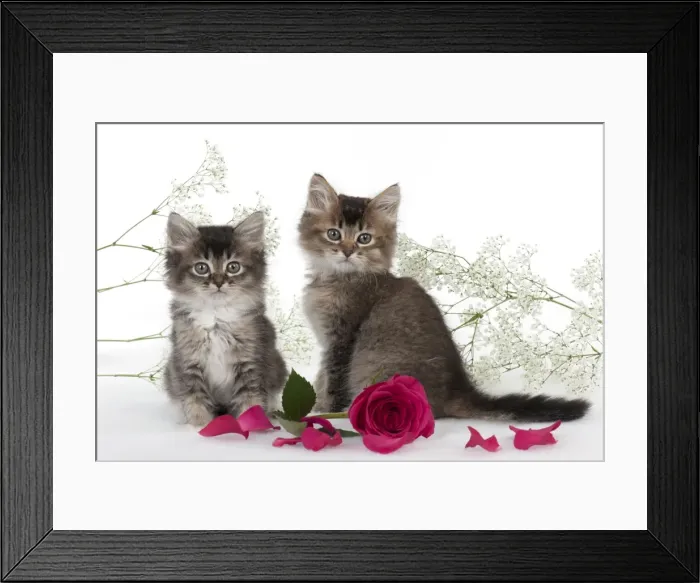 Framed Print : Picture No. 10897364 Framed Print : Picture No. 10897364