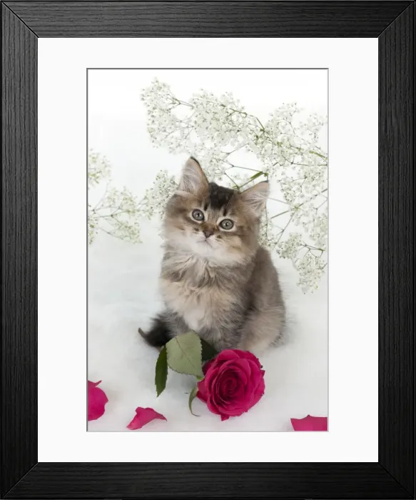 Framed Print : Picture No. 10897365