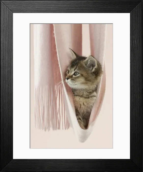 Framed Print : Picture No. 10897371 Framed Print : Picture No. 10897371
