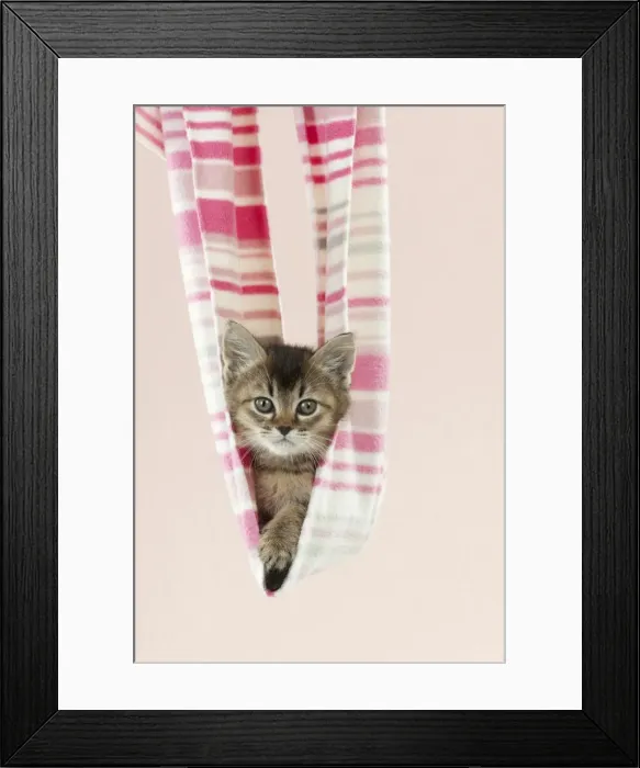 Framed Print : Picture No. 10897372 Framed Print : Picture No. 10897372
