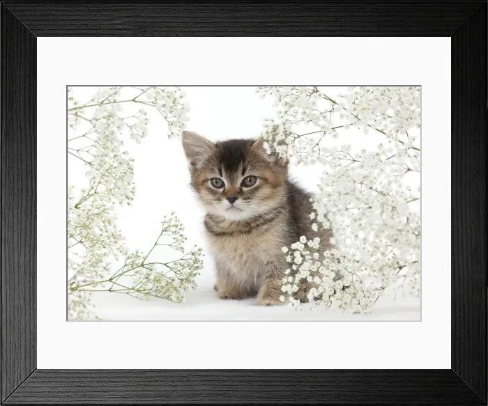 Framed Print : Picture No. 10897366 Framed Print : Picture No. 10897366