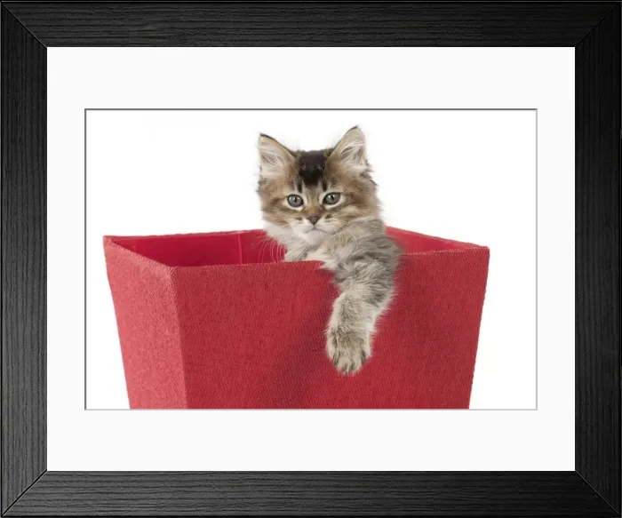 Framed Print : Picture No. 10897373 Framed Print : Picture No. 10897373