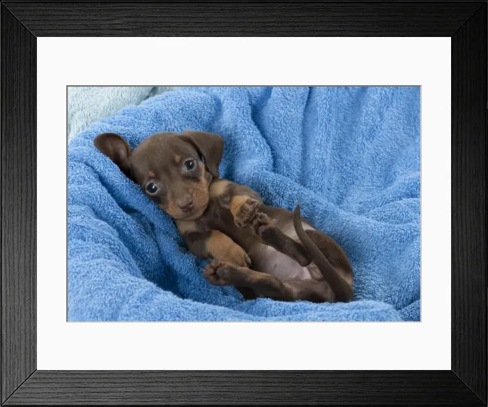 Framed Print : Picture No. 10897399 Framed Print : Picture No. 10897399