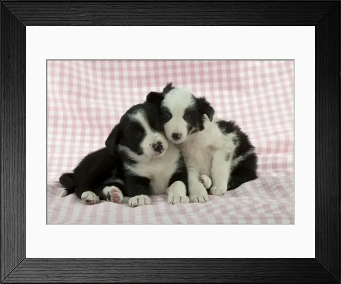 Framed Print : Picture No. 10897410
